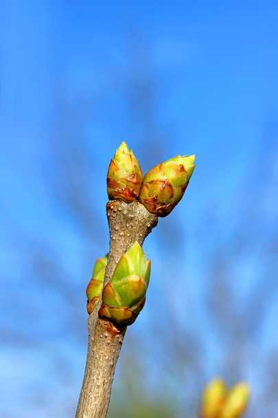 Young blossoming buds of lilac - Photo, Image