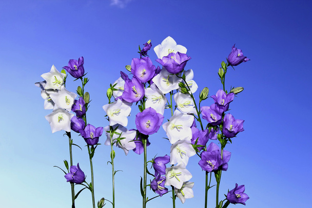 mehrere violette und weiße Glockenblumen - Foto, Bild