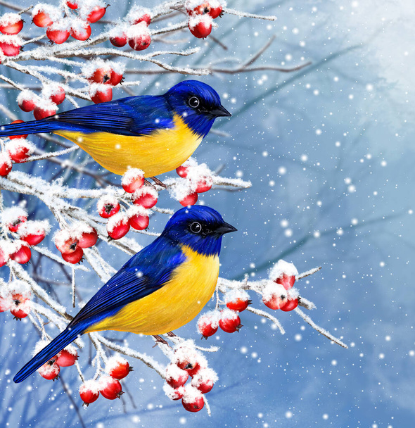 Winter Christmas background, two yellow little tit birds sit on a snowy branch, snowfall, clusters of berries, evening lighting. - Foto, Bild