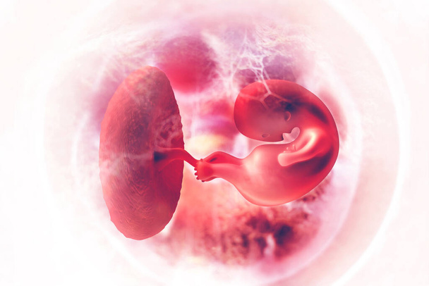 Menselijke foetus op wetenschappelijke achtergrond. 3d illustratie - Foto, afbeelding