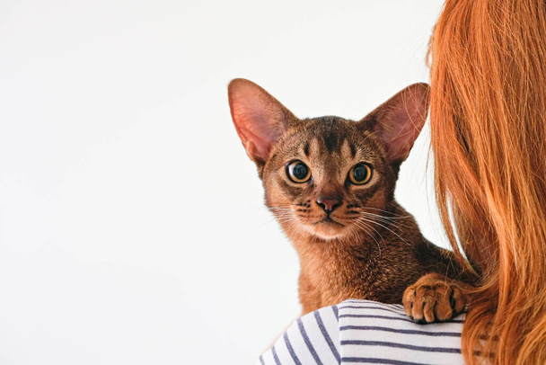 Abyssinian cat at home with her owner at home. Beautiful purebred short haired kitten. Close up, copy space, background. - Fotoğraf, Görsel