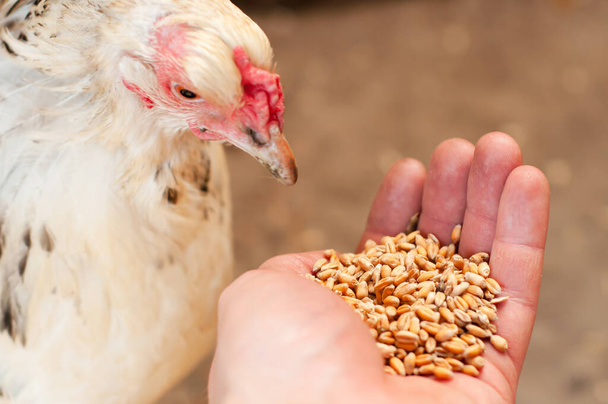 Экологически чистое и натуральное питание для кур в виде пшеницы - Фото, изображение
