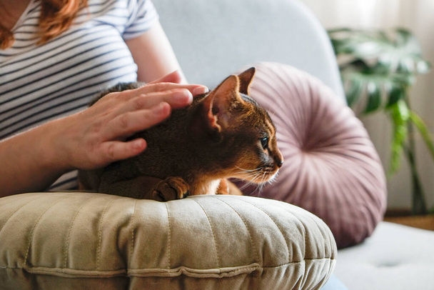Abyssinian cat at home with her owner at home. Beautiful purebred short haired kitten. Close up, copy space, background. - 写真・画像