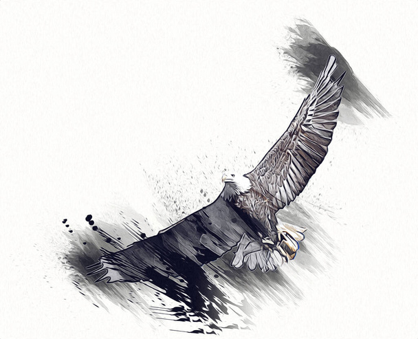 Kale adelaar swoop landing hand tekenen en schilderen op witte achtergrond illustratie - Foto, afbeelding