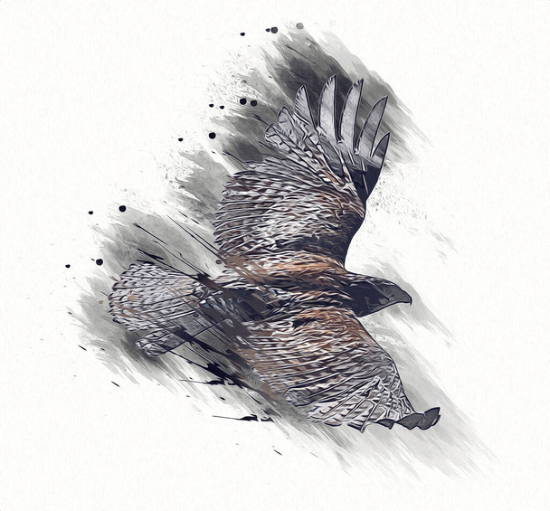Falcon aterrizaje swoop mano dibujar y pintar el color en la ilustración de fondo, halcón vintage retro - Foto, Imagen