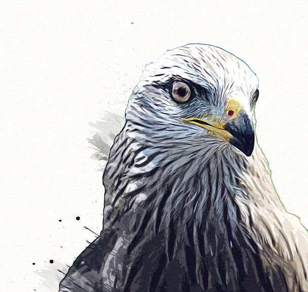 Falcon atterrissage swoop main dessiner et peindre la couleur sur l'illustration de fond, hawk vintage rétro - Photo, image