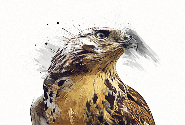 Falcon landing swoop hand draw and paint color on background illustration, hawk vintage retro - Photo, Image