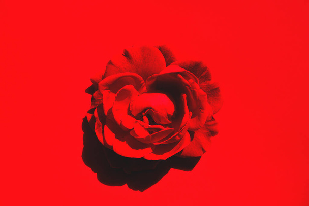 Κόκκινο τριαντάφυλλο μπουμπούκι σε φωτεινό φόντο. Ελάχιστο στυλ. Δημιουργική σύνθεση για εποχιακές κάρτες, blogs, αφίσες, web design. Έννοια φύσης. - Φωτογραφία, εικόνα