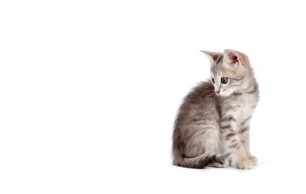 little gray kitten isolated on white background studio shot - Foto, Imagem