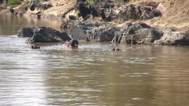 Hippo, Masai Mara, Kenya - Felvétel, videó