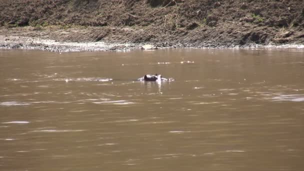 Hippo, Masai Mara, Kenya - Footage, Video