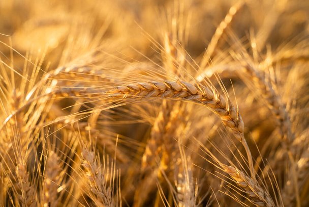 Champ agricole. Oreilles mûres de blé sur le fond du coucher du soleil. Le concept d'une récolte riche. - Photo, image