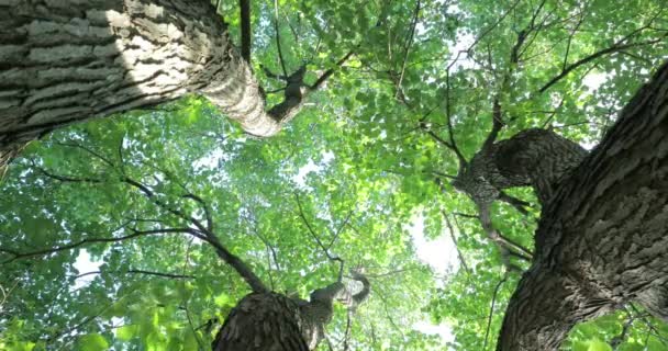 Olhando para os topos de Cinnamomum canphora, o sol de verão brilha através das folhas - Filmagem, Vídeo