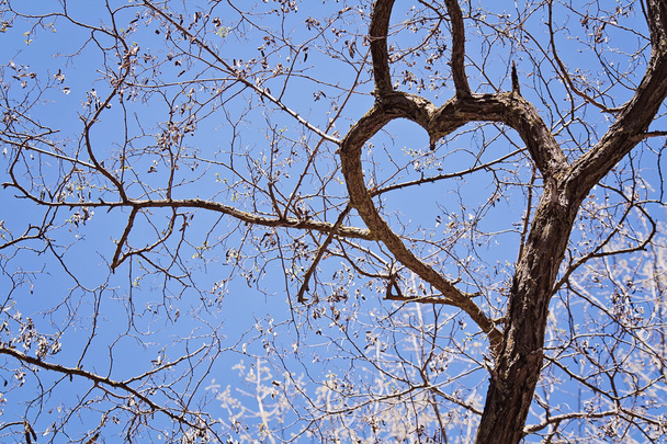 Sydämen muotoista puuta olevat oksat
 - Valokuva, kuva