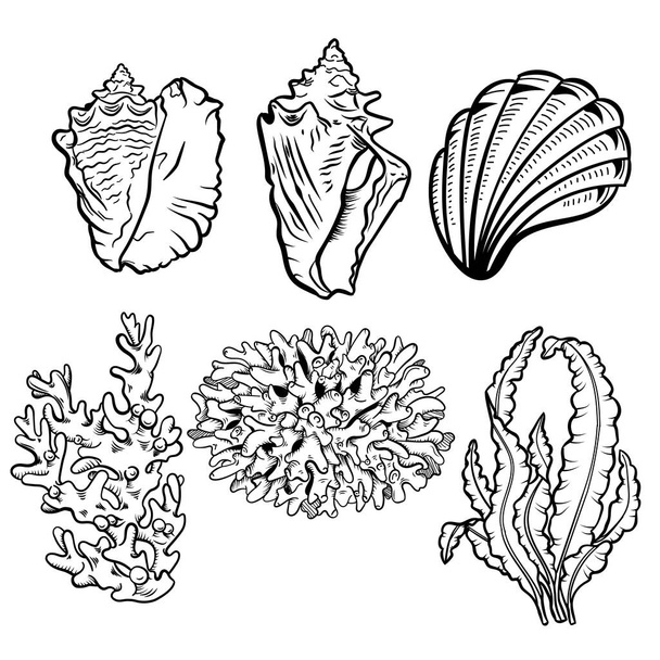 Conjunto de ilustrações vetoriais desenhadas à mão da vida marinha. Seashells, vieiras desenhos à mão livre. Corais, fauna ecossistémica dos recifes, algas marinhas, laminaria - contornos gravados
. - Vetor, Imagem