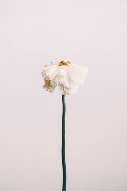 Stylish soft macro photo of open white beautiful peony flower  - Photo, Image