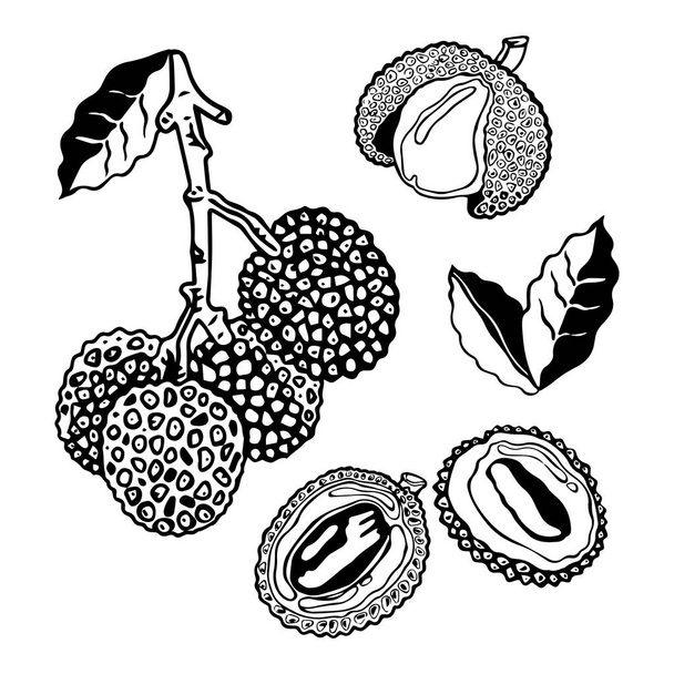 Векторный набор иллюстраций личи. Тропические фрукты на ветке, обрезанные, с семенем, спелыми плодами. Черно-белая иллюстрация на белом фоне. - Вектор,изображение