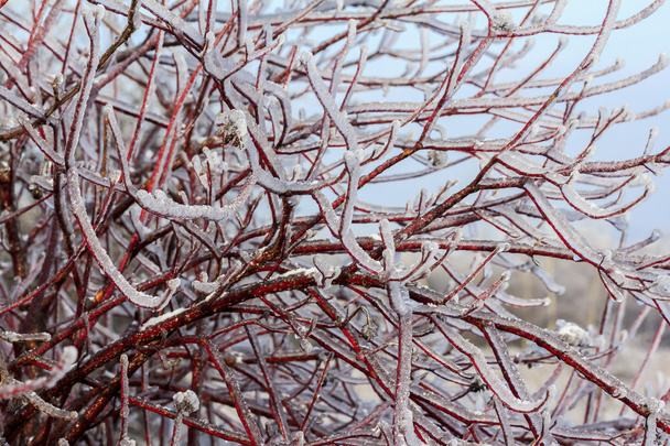 Intensely branches of willow tree engulfed in ice - Photo, Image