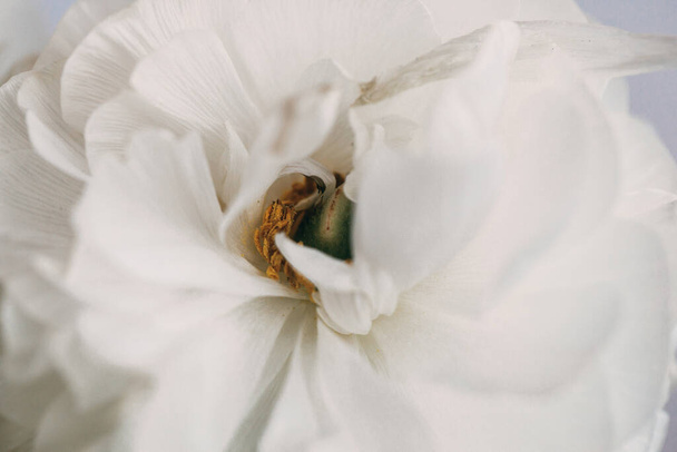 Stílusos puha makró fotó nyitott fehér gyönyörű bazsarózsa virág  - Fotó, kép