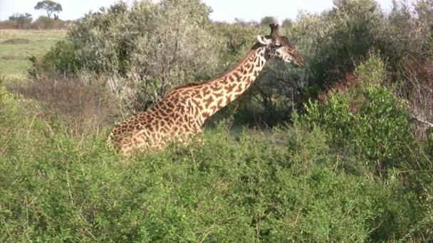 Masai Giraffes, Masai Mara, Kenya - Filmati, video