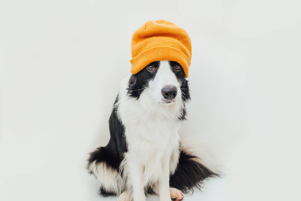 Funny studio portrait of cute smiling puppy dog border collie wearing warm knitted clothes yellow hat isolated on white background. Winter or autumn portrait of new lovely member of family little dog - Photo, Image