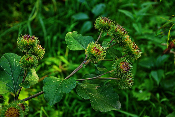 Prickles of a burdock. Picture for pharmacies. Medicinal weed. Nature near us. The plant used in folk medicine.Drug plant shovel large (Arctium lappa) - Photo, Image