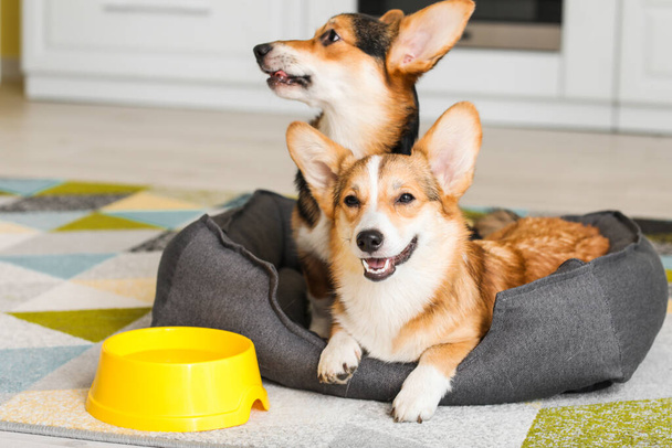 Cute corgi psy z łóżkiem dla zwierząt domowych w kuchni w domu - Zdjęcie, obraz