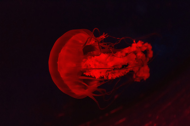 Медузи в акваріумі освітлені червоним світлом
 - Фото, зображення