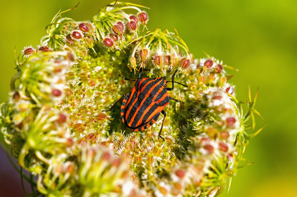 Shield smuggling (Graphosoma lineatum) on the plant - Foto, afbeelding