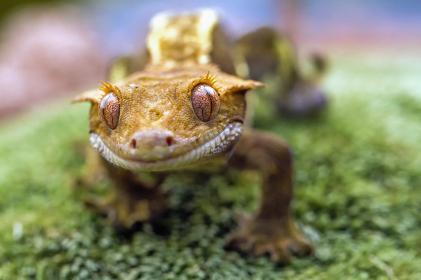 λεπτομέρεια από το κεφάλι και τα μάτια νέα caledonian λοφιοφόρος gecko - Φωτογραφία, εικόνα