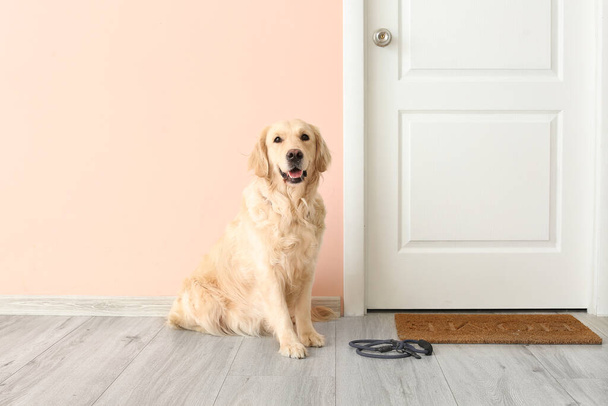 Χαριτωμένο Λαμπραντόρ σκυλί με μόλυβδο στην αίθουσα - Φωτογραφία, εικόνα
