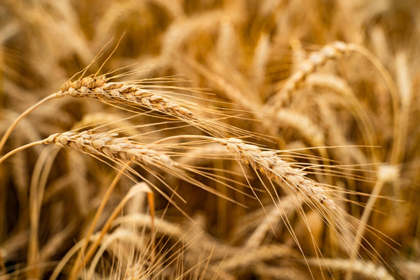 Сельскохозяйственное поле. Спелые колосья пшеницы на фоне заката. Концепция богатого урожая. - Фото, изображение