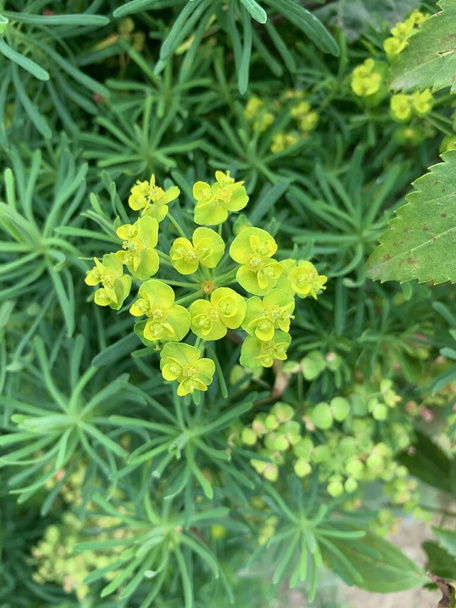 Flores pequeñas, silvestres, de color amarillo verdoso - Foto, Imagen