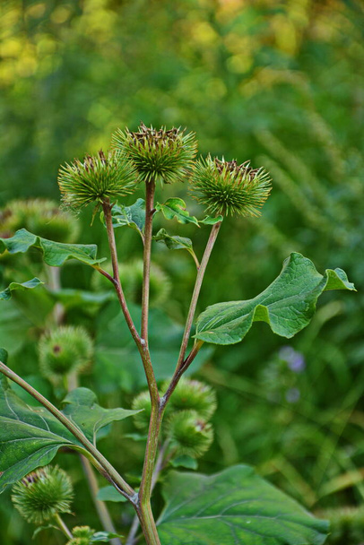 Prickles of a burdock. Picture for pharmacies. Medicinal weed. Nature near us. The plant used in folk medicine.Drug plant shovel large (Arctium lappa) - Photo, Image