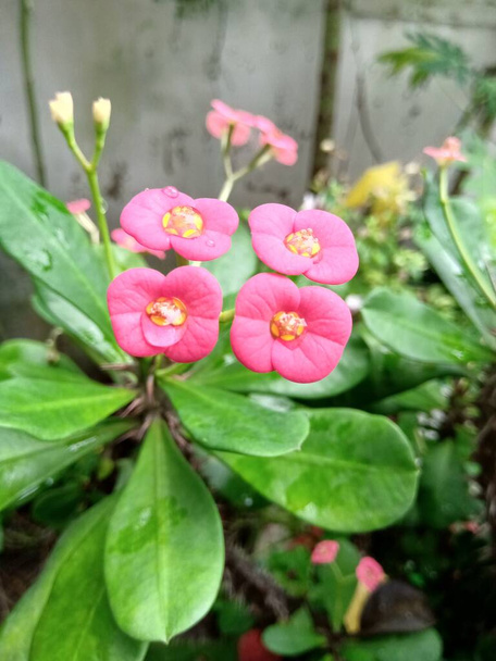 緑色の葉を持つピンク色をしたユーフォルビアの花で、背景に浅い深さを持っています。 4つの花はとげで茎の端に1本の茎から出てきました。. - 写真・画像