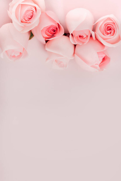 set of beautiful rose flowers isolated on pink background, free space for your text - Photo, Image