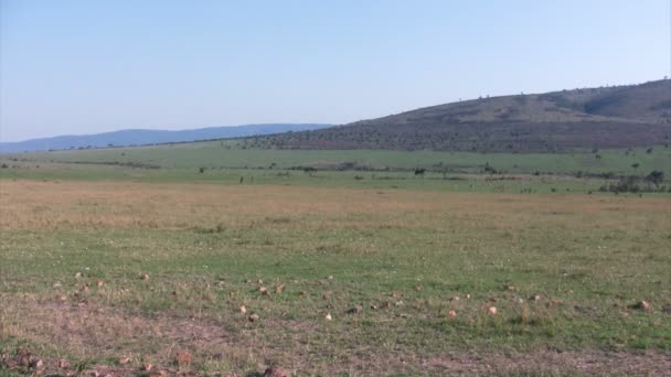 Masai Mara Landschap, Kenia - Video