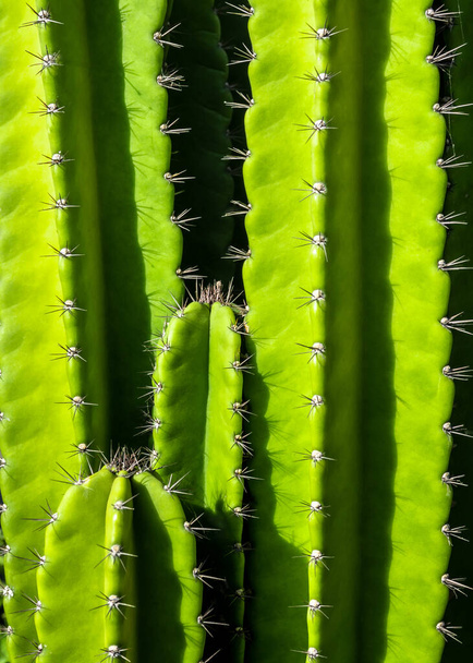 Зеленый фон от пухлых стеблей и шипистых шипов Cereus Peruvianus cactus - Фото, изображение