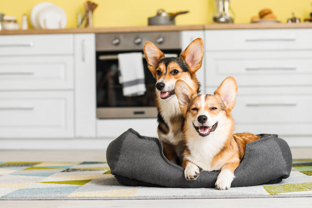 Cute corgi dogs with pet bed in kitchen at home - Photo, Image