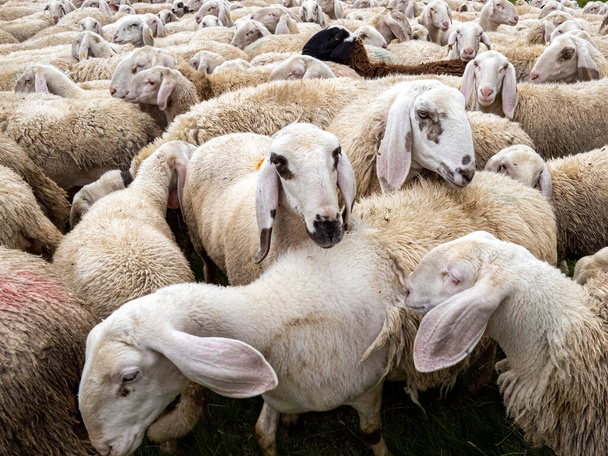 gregge di pecore in montagna dolomitica nella stagione estiva - Foto, immagini