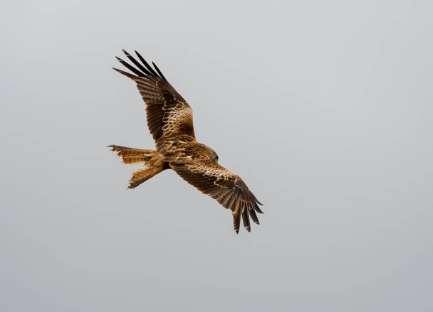 A red kite soaring through the skies above Reading - Photo, Image