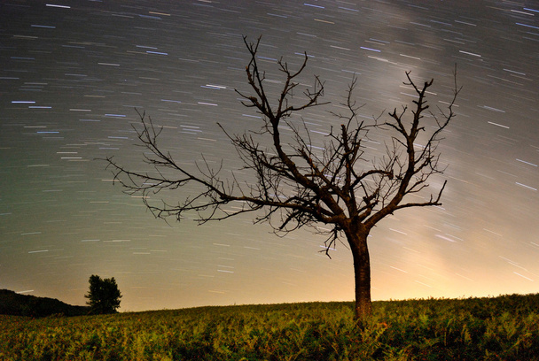 前景としてツリーと夏の夜の星の軌跡. - 写真・画像