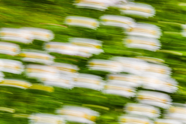Близько. Розмиті рухи клумби, абстрактне зображення тла. фон білих, жовтих і зелених квітів
.  - Фото, зображення