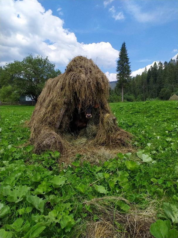 young cow hid in a haystack - Photo, Image