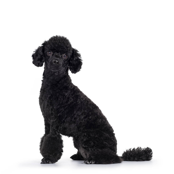 Cute black miniature poodle dog, sitting side ways. Looking straight to camera. Isolated on white background. - Photo, Image