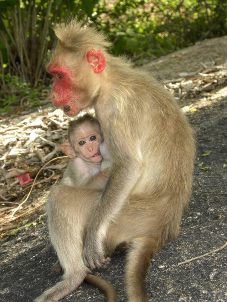 Μπόνετ μακάκε μαϊμού με μωρό - Φωτογραφία, εικόνα