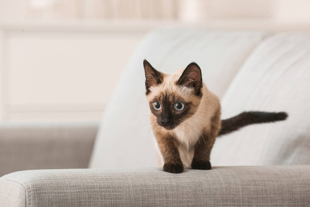 Cute Thai cat on sofa at home - Фото, зображення