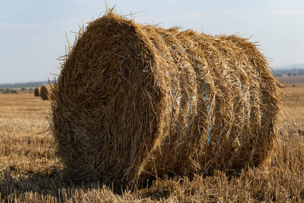 Сбор пшеницы. Круглые тюки соломы в поле. - Фото, изображение