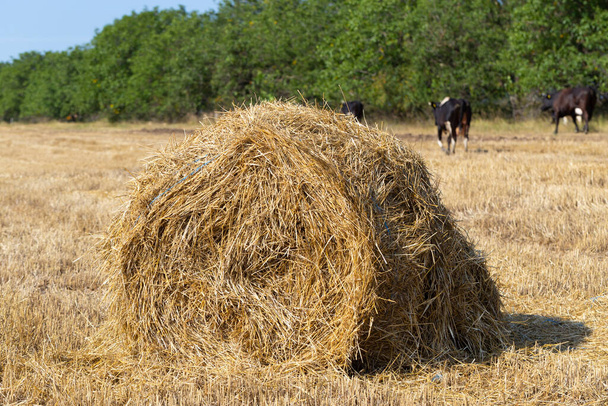 Wheat harvesting. Round bales of straw in the field. Cows graze in the field. - Photo, Image