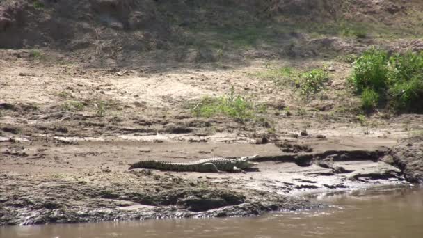 Nílusi krokodil, Masai Mara, Kenya - Felvétel, videó